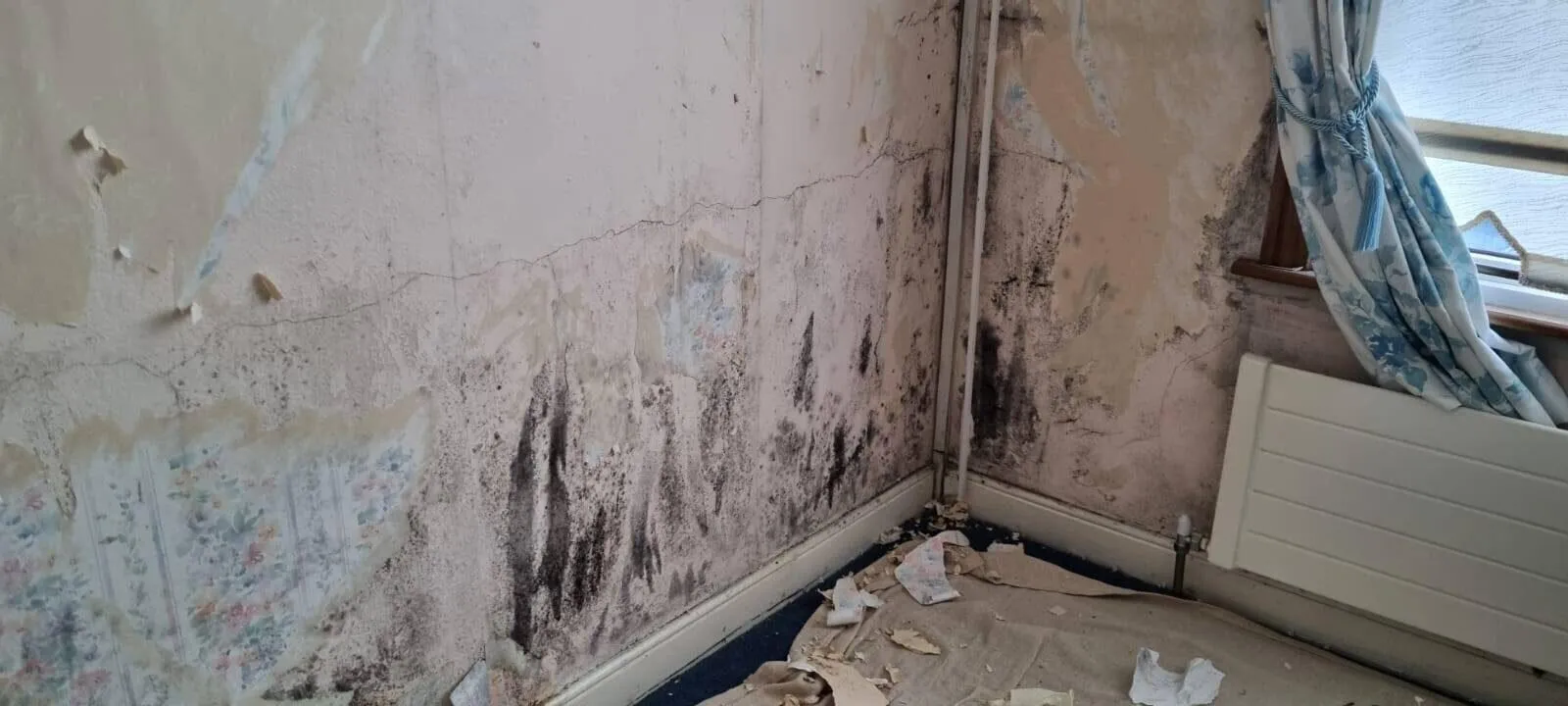 interior mould treatment midleton — image 01